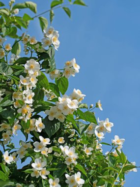 Çiçek açan Avrupa boru çalısı, β delphus coronarius