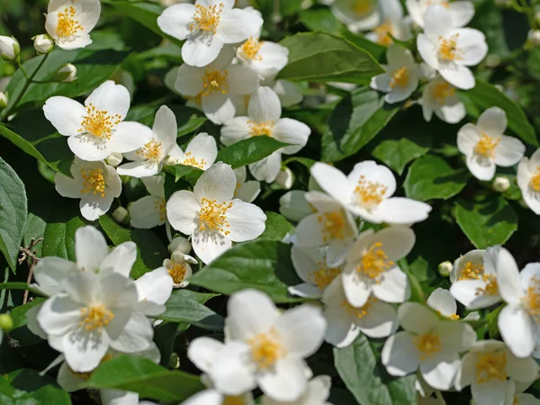 Bloeiende Europese Pijpenstruik Philadelphus Coronarius — Stockfoto