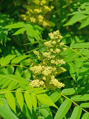 Sirke ağacından çiçek tomurcukları, Rhus tifina.
