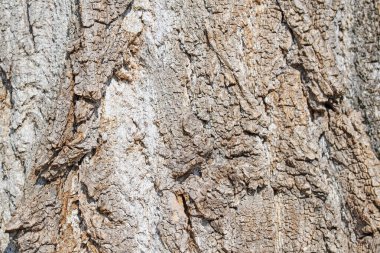 Kavak ağacının kabuğu
