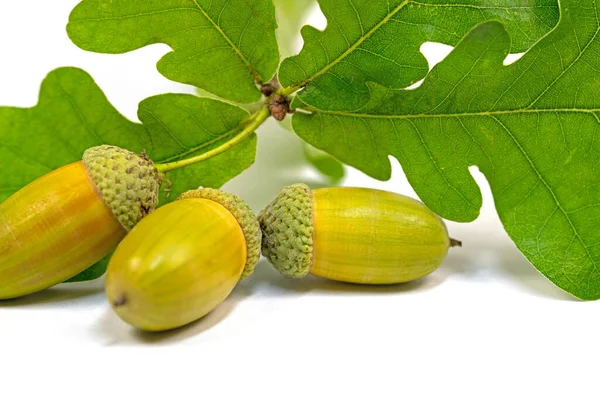 Frutti Della Quercia Peduncolata Quercus Robur Autunno — Foto Stock