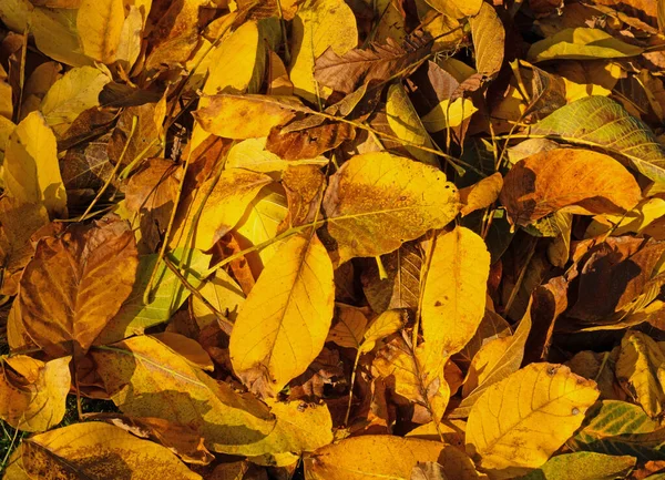 Listy Padají Listy Ořechového Stromu Podzim Večerním Slunci — Stock fotografie