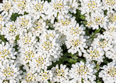 İlkbaharda açan şekerleme, İberis.