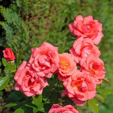 Bahçede açan kırmızı güller