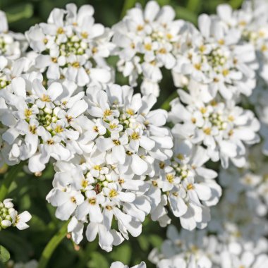 İlkbaharda açan şekerleme, İberis.