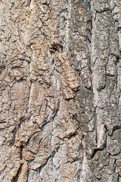Kavak Ağacının Kabuğu — Stok fotoğraf