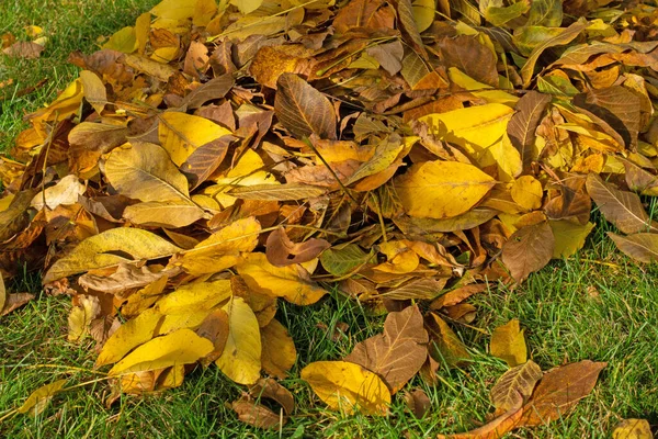 Caída Hojas Hojas Del Nogal Otoño Bajo Sol Tarde —  Fotos de Stock