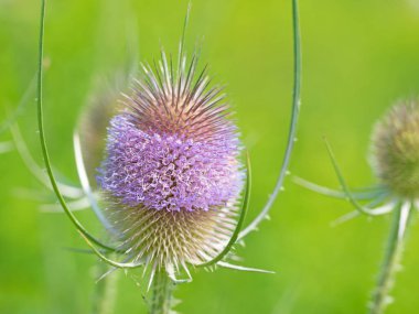 Çiçek açan yabani çaydanlık