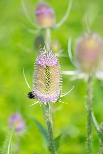 Vahşi Doğada Çiçek Açan Çaydanlık — Stok fotoğraf