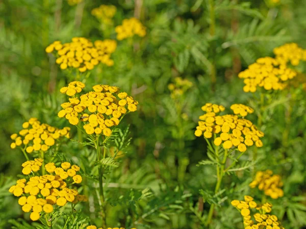 Virágzó Esőerdő Tanacetum Vulgare Vadonban — Stock Fotó