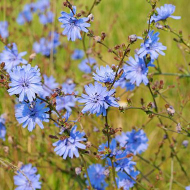 Çiçek açan vegwarte, Cichorium Intybus, kapatın 