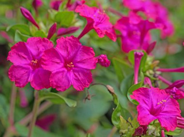 Çiçek açan mucizevi çiçek, Mirabilis Jalapa