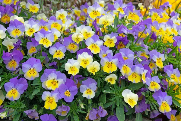 Blühende Hornvioletten Viola Cornuta Frühling — Stockfoto