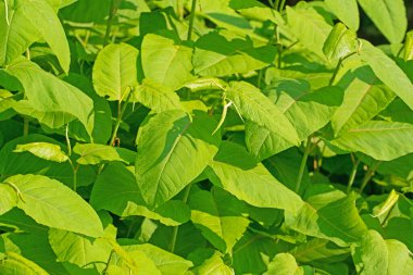 Japon düğüm otunun genç yaprakları, Fallopia japonica