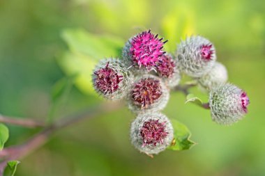 Çiçekli dulavratotu, arktiyum, yakın plan.