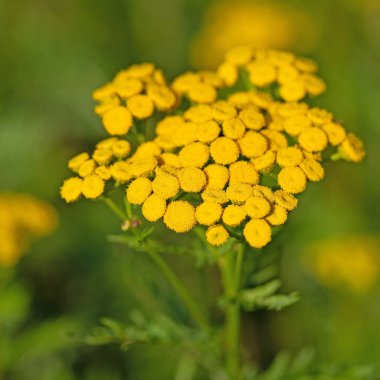 Çölde çiçek açan yağmur farnları, tanasetum vulgare.