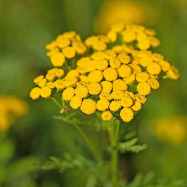 Virágzó Esőerdő Tanacetum Vulgare Vadonban — Stock Fotó