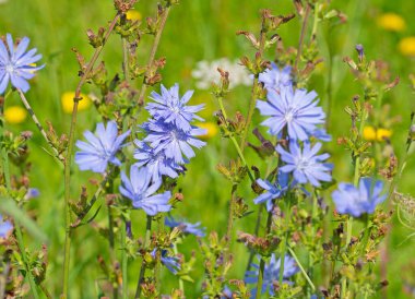 Çiçek açan vegwarte, Cichorium Intybus, kapatın