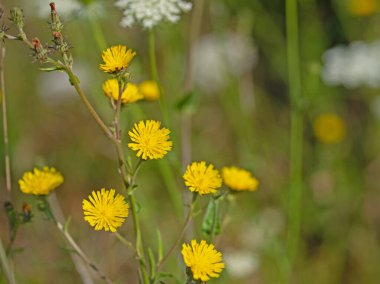Çiçekli şahin otu, hiyerakyum, yakın plan.