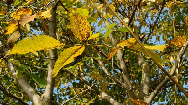 Ořechový Strom Juglans Regia Podzim — Stock fotografie