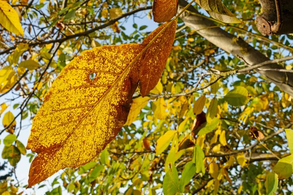 Ореховое Дерево Juglans Regia Осенью — стоковое фото