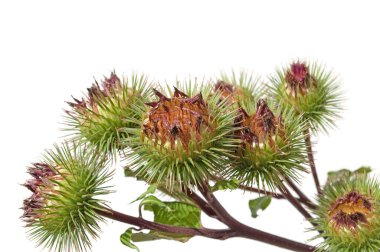 Burdock, arktiyum, beyaz arka planda izole edilmiş.