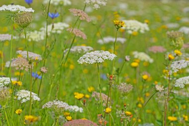 Yabani havuç ve yaban otuyla dolu kır çiçeği çayırı