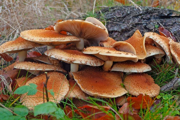 Fruktkroppar Honungssvamp Armillaria Närbild — Stockfoto