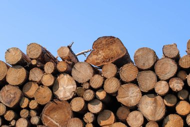 Mavi gökyüzüne karşı istiflenmiş ladin sandıkları