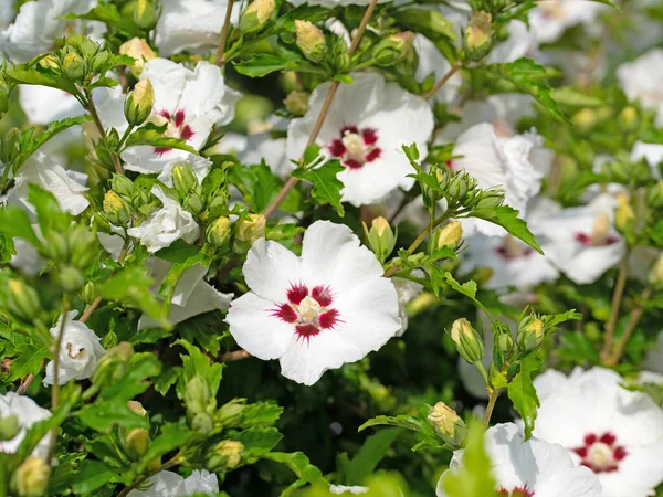 Hibisco Flor Branca Jardim — Fotografia de Stock