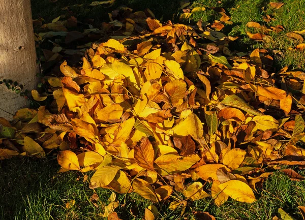 Caída Hojas Hojas Del Nogal Otoño Bajo Sol Tarde —  Fotos de Stock