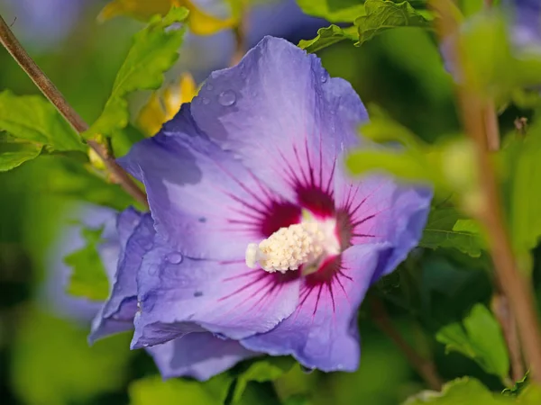 Azul Hibisco Florescendo Close — Fotografia de Stock