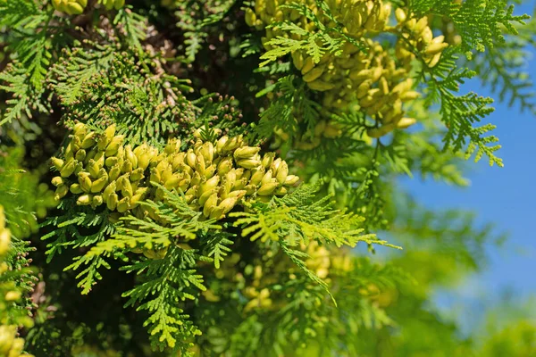 Cônes Femelles Sur Les Arborvitae Occidentales Thuja Occidentalis Images De Stock Libres De Droits