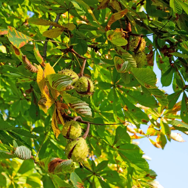 Früchte Der Rosskastanie Aesculus Hippocastanum Baum — Stockfoto