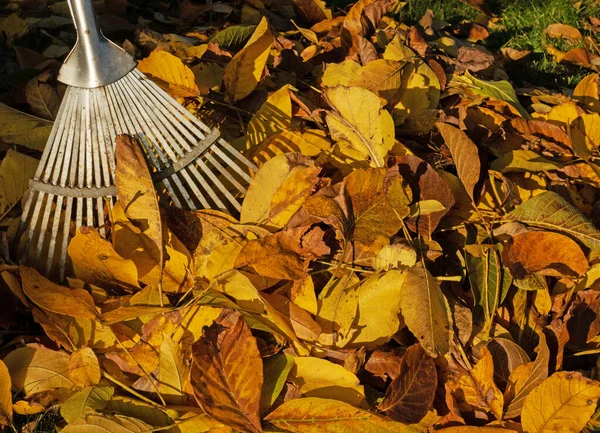 Folhas Outono Coloridas Com Ancinho — Fotografia de Stock