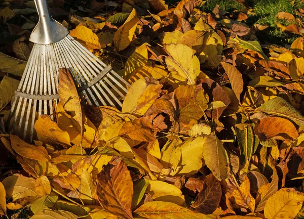 Hojas Coloridas Otoño Con Rastrillo —  Fotos de Stock