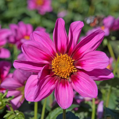 Çiçek açan yıldız çiçeklerinin yakın plan görüntüsü