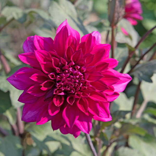 Крупный план цветущих георгин