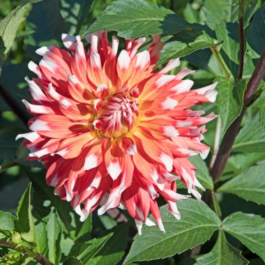 Çiçek açan yıldız çiçeklerinin yakın plan görüntüsü