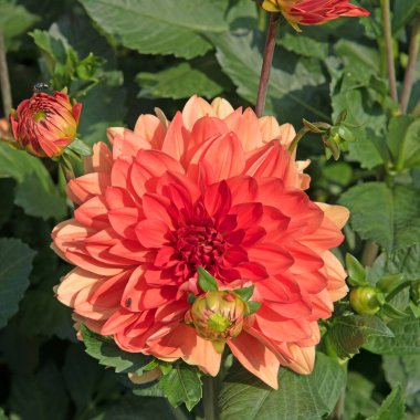 Çiçek açan yıldız çiçeklerinin yakın plan görüntüsü