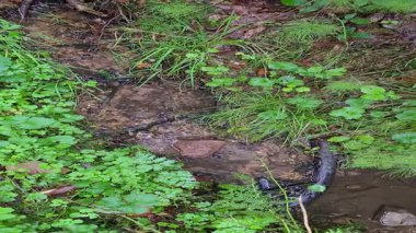 Bir ormanın içinden akan bir dereye yakın çekim