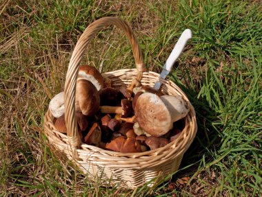yenilebilir mantar bir sepet içinde