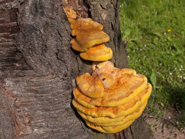 Sülfür mantarının yakın çekimi, Laetiporus sülfür.