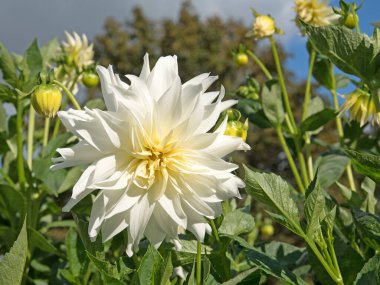Çiçek açan yıldız çiçeklerinin yakın plan görüntüsü