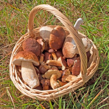 yenilebilir mantar bir sepet içinde