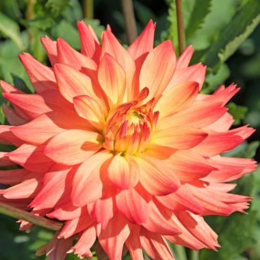 Çiçek açan yıldız çiçeklerinin yakın plan görüntüsü