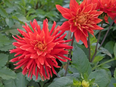 Çiçek açan yıldız çiçeklerinin yakın plan görüntüsü