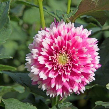 Çiçek açan yıldız çiçeklerinin yakın plan görüntüsü