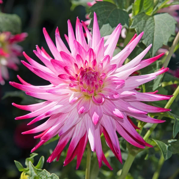 Çiçek açan yıldız çiçeklerinin yakın plan görüntüsü