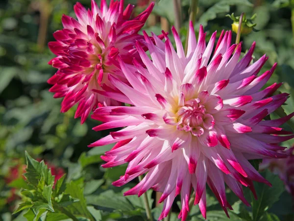 Çiçek açan yıldız çiçeklerinin yakın plan görüntüsü